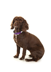 Doodlebone Originals Padded Dog Collar - Violet Purple