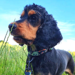 Earth Friendly Trig Point Dog Collar, Citrus Army Camo