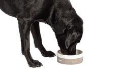 FatFace Marching Dogs Pet Bowl by Danish Design