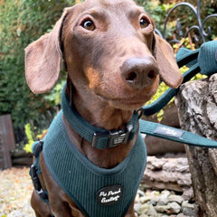 Forest Green Cord Dog Harness | Pet Pooch Boutique