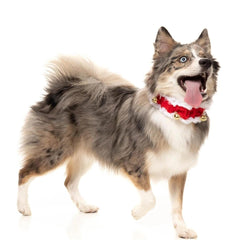 FuzzYard Christmas Jingle Bells Dog Collar