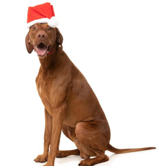 FuzzYard Christmas Santa Hat