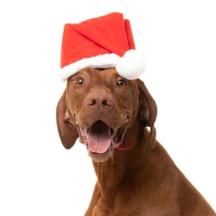 FuzzYard Christmas Santa Hat