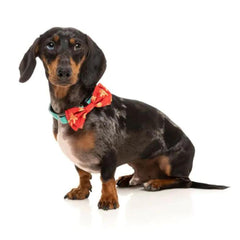 FuzzYard Naughty Ginger Christmas Bow Tie For Dogs