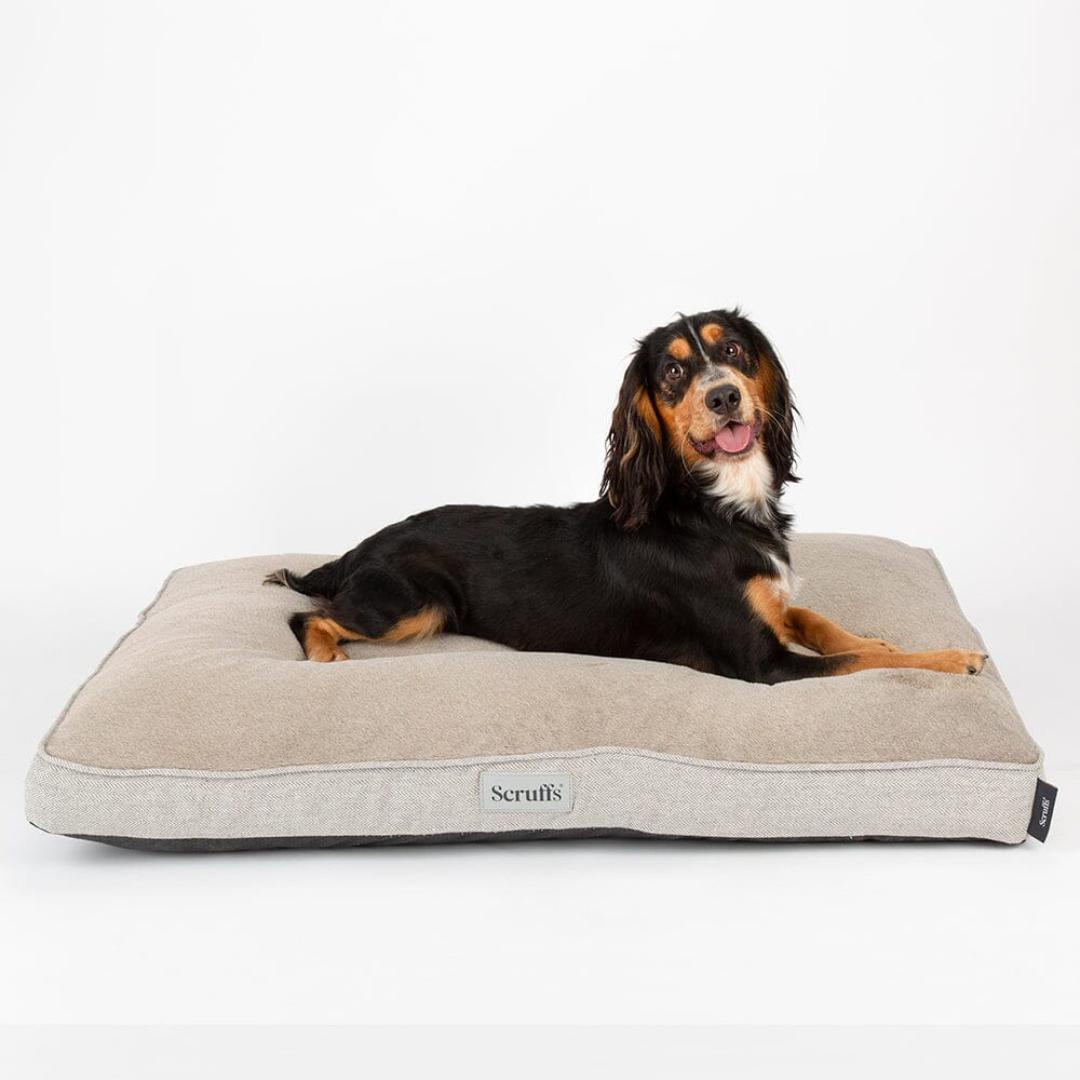 Harvard Memory Foam Mattress Dog Bed Pearl Grey Scruffs Chelsea Dogs