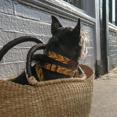 Hiro And Wolf Fireworks Dog Collar