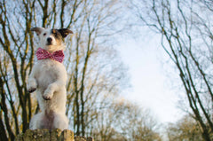 Pretty In Pink Bow Wow Wow Bow Tie Designer Dog Collar