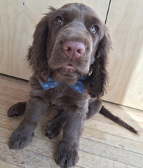 Salty Dog Bow Tie Designer Dog Collar