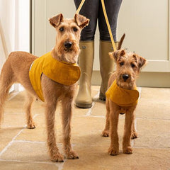 Mustard Full Leather Lead | Mutts & Hounds