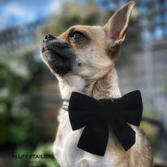Luxury Black Velvet Dog Collar And Bow Tie Set