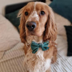 Luxury Emerald Green Velvet Dog Collar And Bow Tie Set