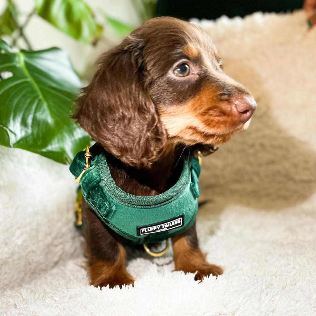 Luxury Emerald Green Velvet Harness, Dog Collar And Bow Tie, Lead and Chelsea Dogs Luxury Emerald Green Velvet Harness, Dog Collar And Bow Tie, Lead and Chelsea Dogs