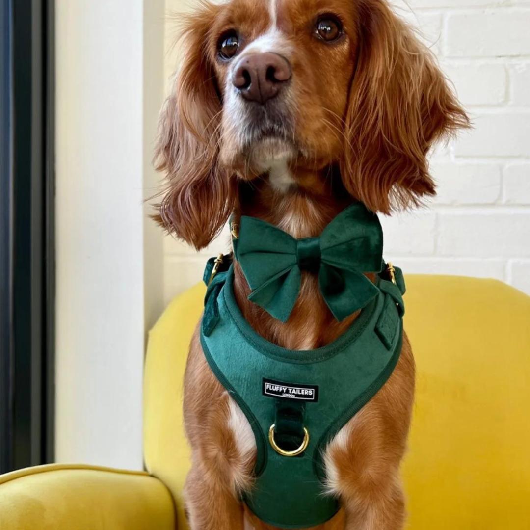 Luxury Emerald Green Velvet Harness, Dog Collar And Bow Tie, Lead and –  Chelsea Dogs