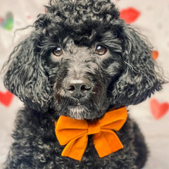 Luxury Orange Velvet Dog Collar And Bow Tie Set