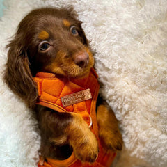 Luxury Orange Velvet Dog Harness