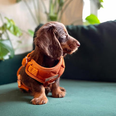 Luxury Orange Velvet Dog Harness