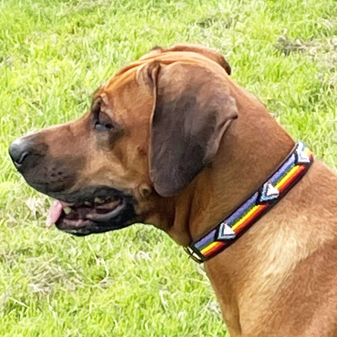 Luxury Pride Beaded Leather Dog Collars