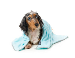 FuzzYard Microfibre Puppy Towel Blue