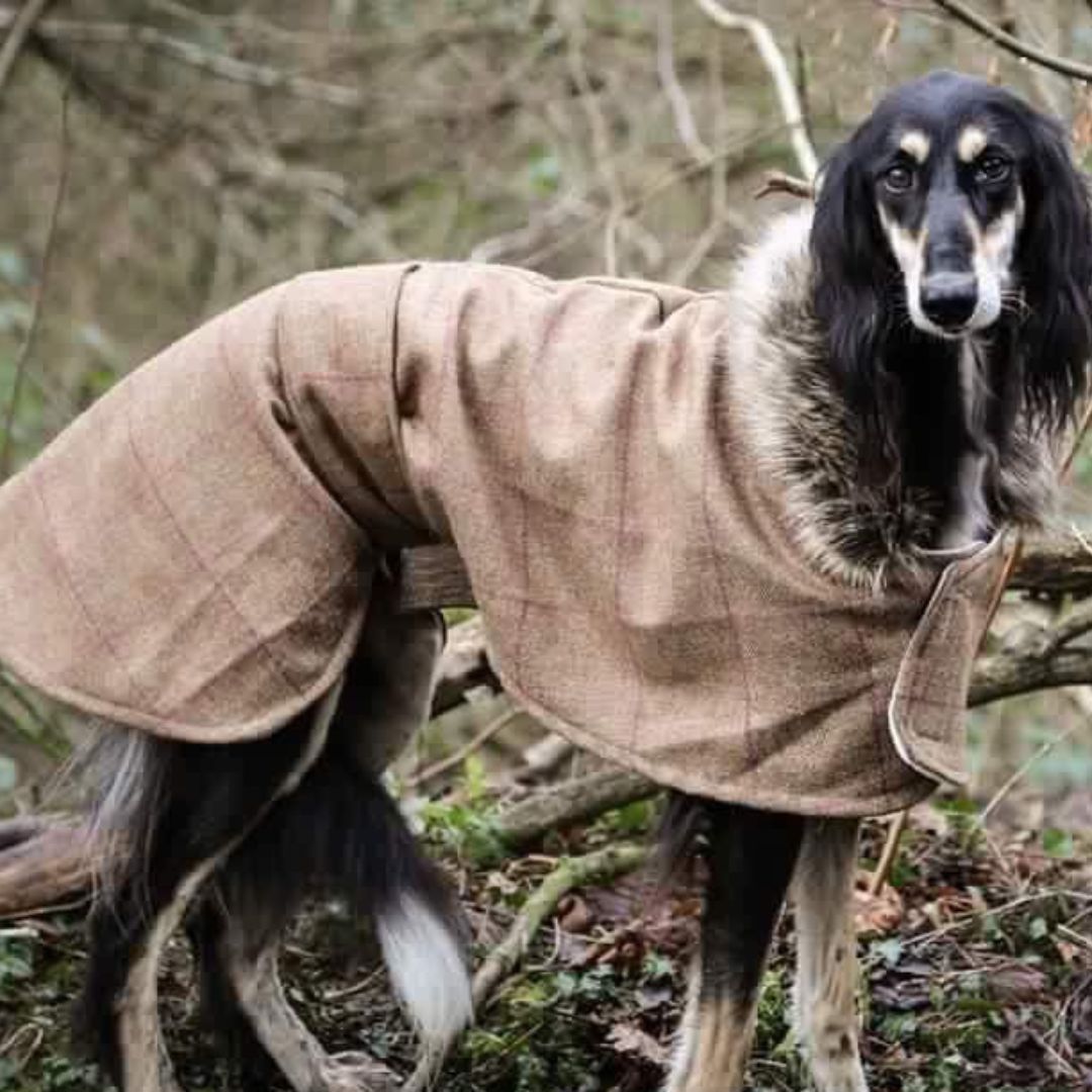 Minkeys Tweed Barnaby Tweed Greyhound & Whippet Coat