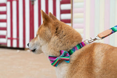 Hiro And Wolf Inca Blue Dog Bow Tie