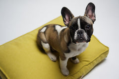 Movik Honey Cushion Dog Bed by Labbvenn