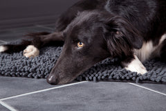 Scruffs Noodle Dry Mat Grey | Absorbent Dog Beds