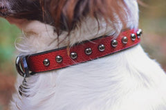 Oxblood Studded Dog Collar