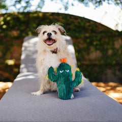 P.L.A.Y Blooming Buddies Prickly Pup Cactus Dog Toy