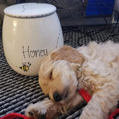 Personalised Dog Treat Jars In Busy Bee Design