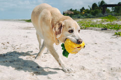 P.L.A.Y Tropical Paradise Paws Up Pineapple Dog Toy