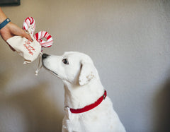 P.L.A.Y Christmas Candy Canes Plush Dog Toy