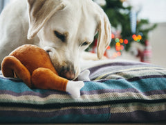 P.L.A.Y Christmas Roast Turkey Plush Dog Toy