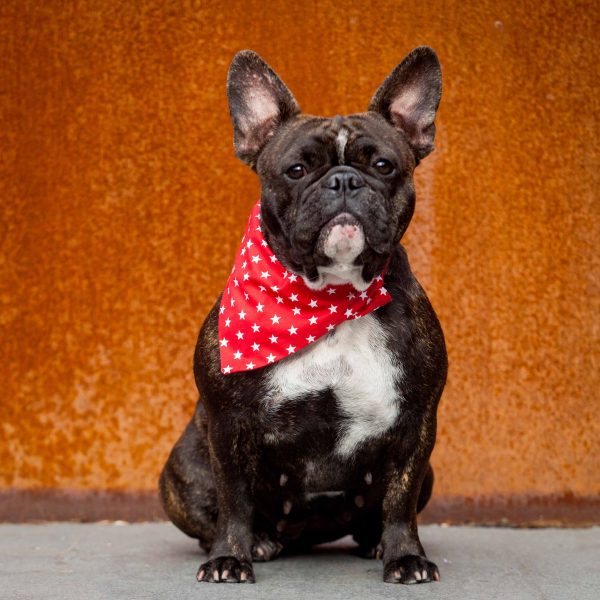 Creature Clothes Slip On Bandana Red with White Stars