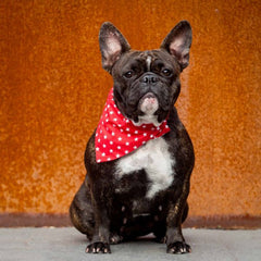 Creature Clothes Slip On Bandana Red with White Stars