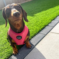 Rose Pink Cord Dog Harness | Pet Pooch Boutique