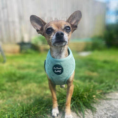 Sage Green Cord Dog Harness