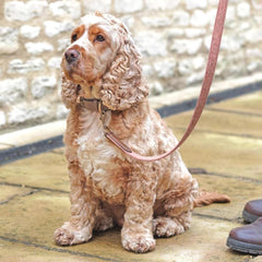 Sandstone Tweed & Leather Dog Lead | Mutts & Hounds
