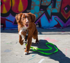Urban Trek Neon Yellow Training Dog Lead