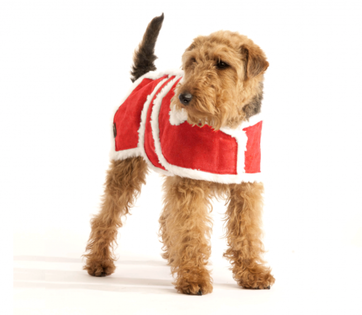 Luxury Red Wool Dog Coat