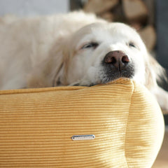 STRIPPO Honey Corduroy Luxury Dog Bed by Labbvenn