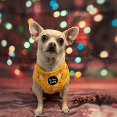 Sunshine Daisy Dog Harness | Pet Pooch Boutique