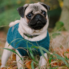 Teal Cable Knit Dog Jumper by Sotnos