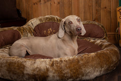 Scruffs Teddy Bear Paw Dog Bed