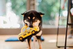 P.L.A.Y Canine Commute New Yap City Taxi