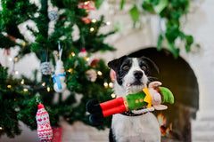 P.L.A.Y Merry Woofmas Santa's Littler Elf-er Dog Toy