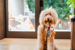 P.L.A.Y Canine Commute San Pup-cisco Cable Car Dog Toy