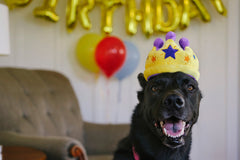 P.L.A.Y Party Time Canine Crown Plush Dog Toy