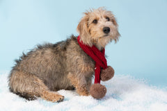 Red Cable Knit Dog Scarf With Pom Poms by House of Paws 