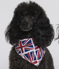 Union Jack Dog Bandana | Pet Pooch Boutique