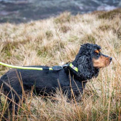 Reflective Neon Rope Dog Lead